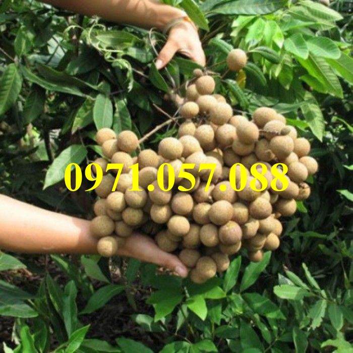 Cây giống nhãn muộn